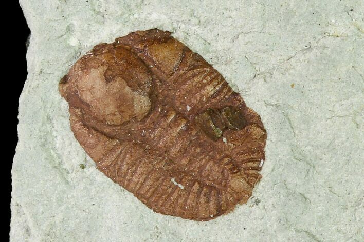 Ordovician Trilobite (Ampyxina) Fossil - Missouri #137242
